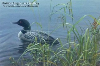 Shoreline - Common Loon