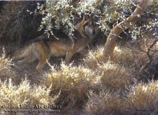 Sierra Evening - Mexican Wolf