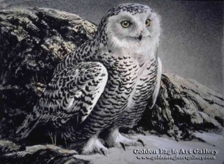 Snowy Owl by the Rock