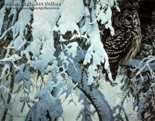 Snowy Hemlock - Barred Owl