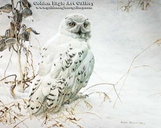 Snowy Owl and Milkweed