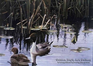 Spring Marsh - Pintail Pair