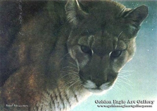 Starlight - Cougar