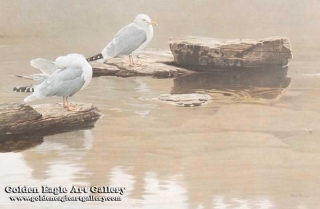 Still Morning - Herring Gulls