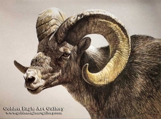 Stone Sheep Ram