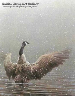 Stretching - Canada Goose