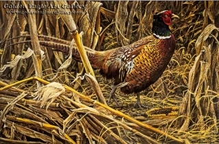 Strutting - Ring-Necked Pheasant