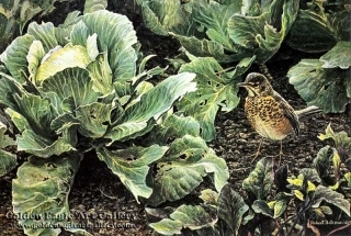 Summer Garden - Young Robin