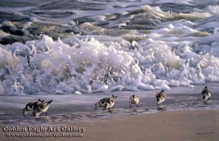 Surf and Sanderlings