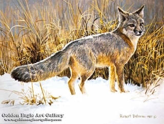 Swift Fox Study