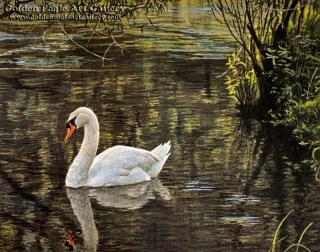 Sylvan Stream - Mute Swan