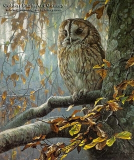 Tawny Owl in Beach