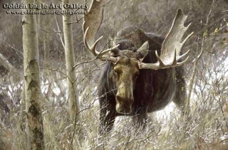 The Challenge - Bull Moose