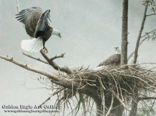 The Return - Bald Eagle Pair