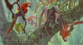 Tropical Canopy - Scarlet Macaws