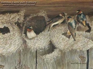 Under Construction - Cliff Swallows