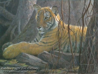 Under the Banyan - Bengal Tiger
