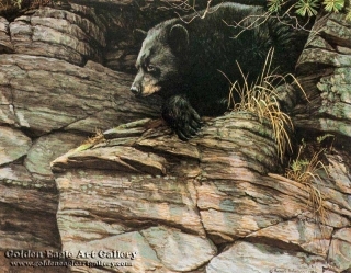 Watchful Repose - Black Bear