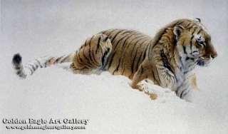 Watching - Siberian Tiger