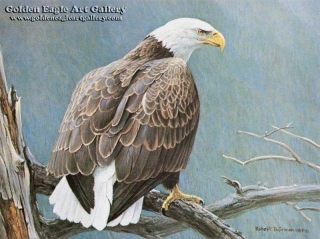 Weathered Branch - Bald Eagle