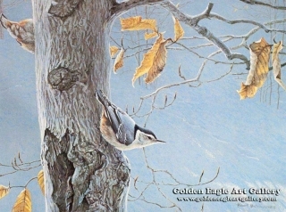 White-Breasted Nuthatches on a Beech Tree