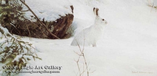 White on White - Snowshoe Hare