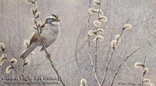White-Throated Sparrow and Pussy Willow
