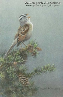 White-Crowned Sparrow in Douglas Fir