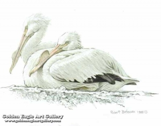 White Pelican