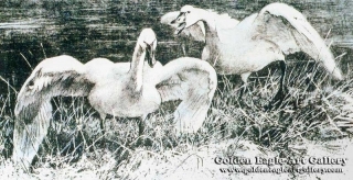 Wide Horizon - Tundra Swans - Litho