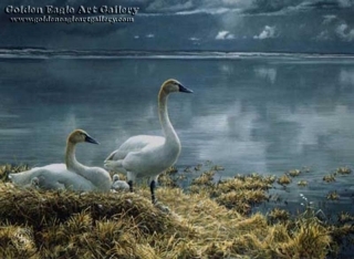 Wide Horizon - Tundra Swans