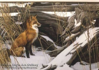 Wily and Wary - Red Fox