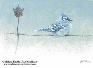 Winter Blues - Blue Jay
