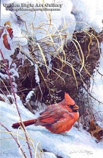 Winter Cardinal