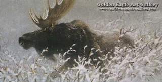 Winter Run - Bull Moose