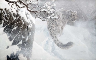 Winter Snow Leopard