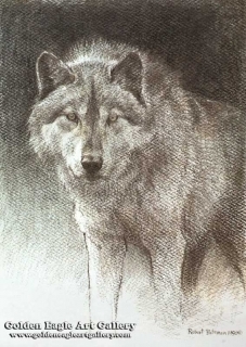 Wolf Sketch