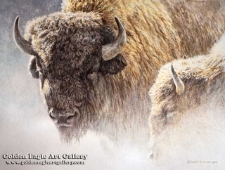 Wood Bison Portrait