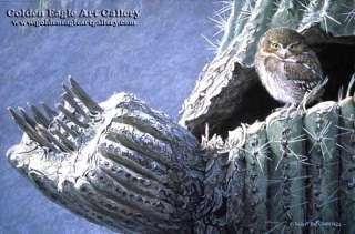 Young Elf Owl - Old Saguaro