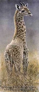 Young Giraffe 