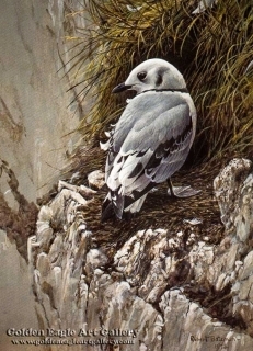 Young Kittiwake