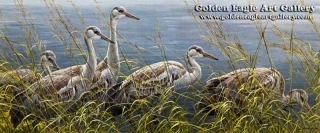 Young Sandhill Cranes 