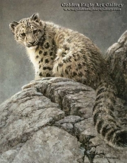 Young Snow Leopard